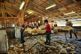 Steam Plains Shearing 022206 © Claire Parks Photography 